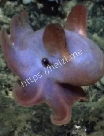 海底魔法进化机制